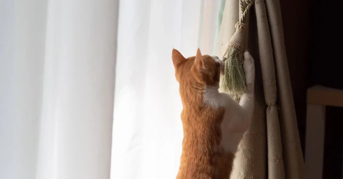 Pet-Friendly Curtains and Shades: How to Choose Window Treatments?